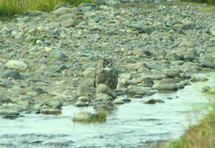 Bubo virginianus magellanicus