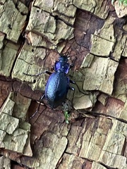 Carabus problematicus