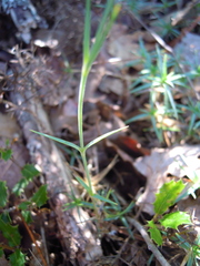Dianthus scaber