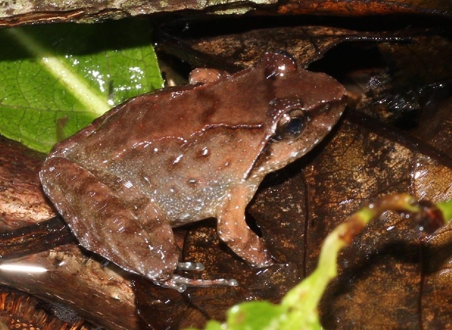 Yunnan Asian Frog
