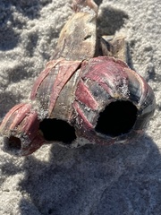 Megabalanus