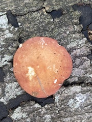 Rhodotus palmatus