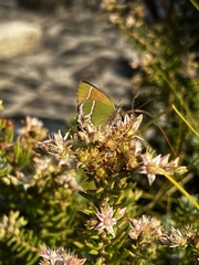 Callophrys xami