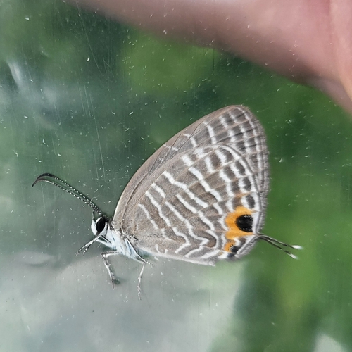Common Cerulean photo 4