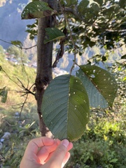 Alnus nepalensis