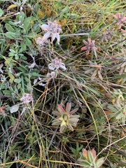 Leontopodium jacotianum