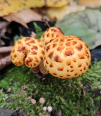 Pholiota adiposa