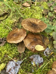 Lyophyllum decastes