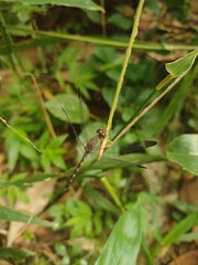 Odonata