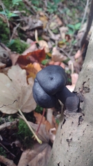 Daldinia concentrica