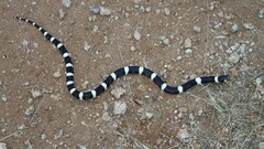 Rhinocheilus lecontei