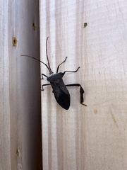Acanthocephala declivis