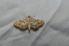 Lamprosema