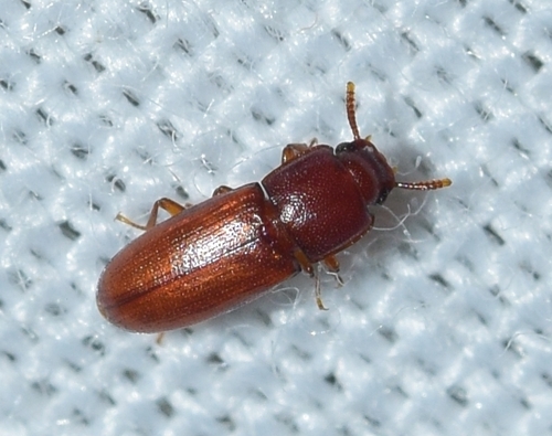 Palorus subdepressus, 2020-07-23