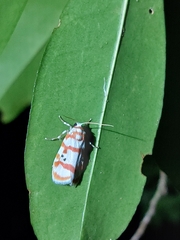 Cyana hamata