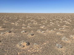 Anabasis brevifolia