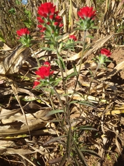 Castilleja arvensis arvensis