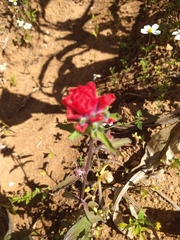 Castilleja arvensis arvensis