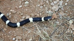 Rhinocheilus lecontei