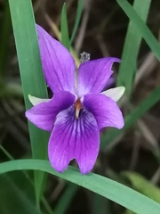 Viola odorata