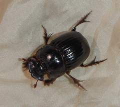 Copris lunaris
