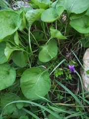 Viola odorata