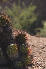 Echinopsis leucantha