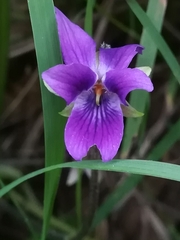 Viola odorata