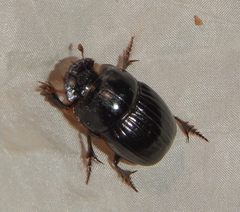 Copris lunaris