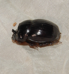 Copris lunaris