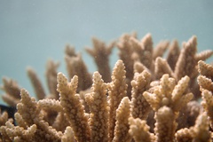 Acropora