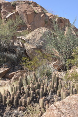 Trichocereus strigosus