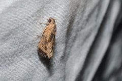 Cryptophlebia repletana
