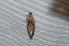 Cryptophlebia repletana
