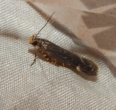 Gelechiini