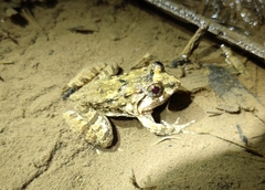 Limnonectes fujianensis