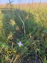 Desmodium sessilifolium