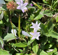 Richardia grandiflora