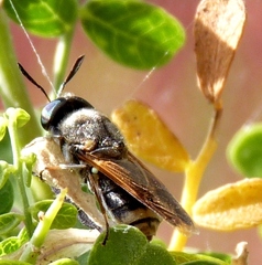 Hoplitimyia