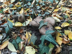Agaricus bohusii