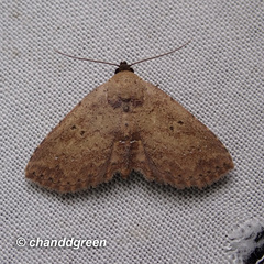 Cerynea punctilinealis