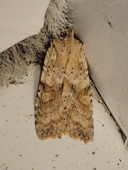 Lithophane bethunei