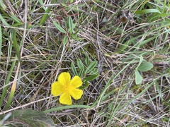 Helianthemum