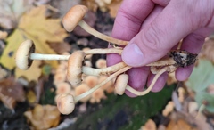 Hypholoma fasciculare