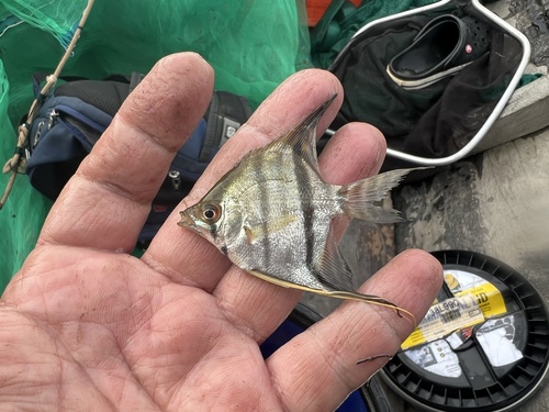 Freshwater angelfish (Pterophyllum scalare) — Cichlidae — 2