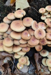 Hypholoma fasciculare