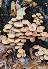 Hypholoma fasciculare