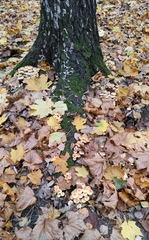 Hypholoma fasciculare