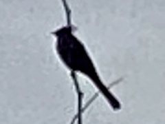 Phainopepla nitens