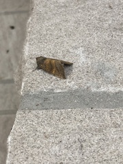 Papaipema impecuniosa